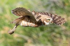 BurrowingOwlFlight-410.jpg