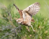 BurrowingOwlFlight-411.jpg