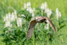 BurrowingOwlFlight-415.jpg