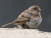 Finch2.jpg