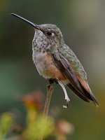 Hummer12.jpg
