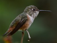 Hummer17.jpg