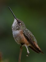Hummer21.jpg