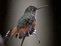 Hummer33.jpg