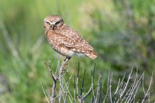 BurrowingOwl-440.jpg