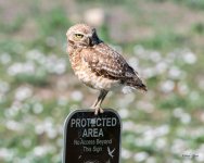 BurrowingOwl-441.jpg
