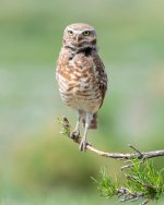 BurrowingOwl-442.jpg