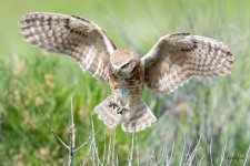 BurrowingOwl-443.jpg