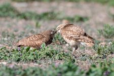 BurrowingOwl-444.jpg