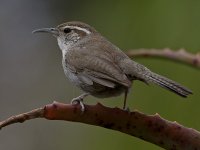 Wren.jpg