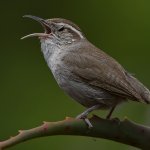 Wren9.jpg