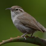 Wren10.jpg