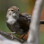 Wren30.jpg