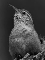 WrenBW2.jpg