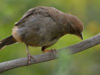 Towhee.jpg