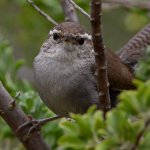Wren10.jpg
