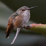 Hummer6.jpg
