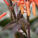 Hummer11.jpg