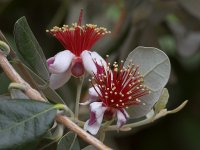 Guava.jpg