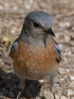 Bluebird2.jpg