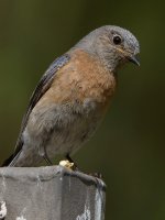 Bluebird4.jpg