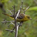 Oriole.jpg
