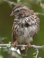 Sparrow4.jpg