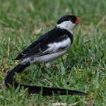Whydah5.jpg