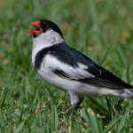 Whydah6.jpg