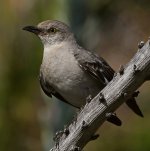 Mockingbird6.jpg