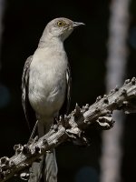 Mockingbird13.jpg