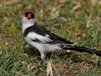 Whydah.jpg