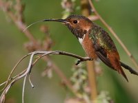 Hummer5.jpg