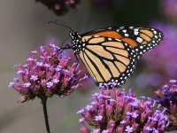 Monarch.jpg