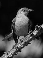 MockingbirdBW.jpg
