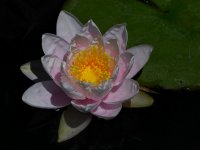 WaterLily3.jpg