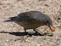 Bluebird2.jpg