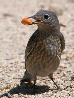 Bluebird6.jpg