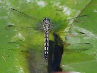 DragonFly6.jpg
