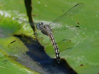 DragonFly14.jpg