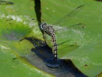 DragonFly17.jpg