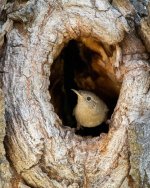 HouseWrenNest-400.jpg
