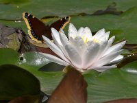 WaterLily4.jpg