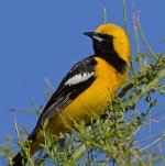 Oriole4.jpg