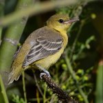 Oriole6.jpg