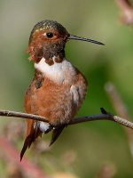 Hummer2.jpg