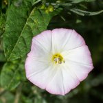 Flower-410.jpg
