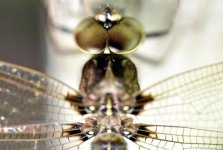 Dragonfly Top small.jpg