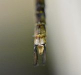 Dragonfly Tail.jpg