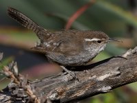 Wren6.jpg